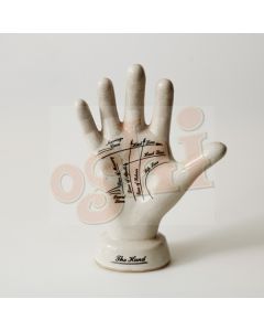 Palmistry Hand 25cm