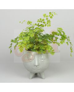 Cora Pot Plant Pale Green 13cm