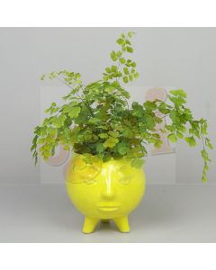 Demi Pot Planter Yellow 13cm